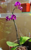 Phalaenopsis 'Calimero'